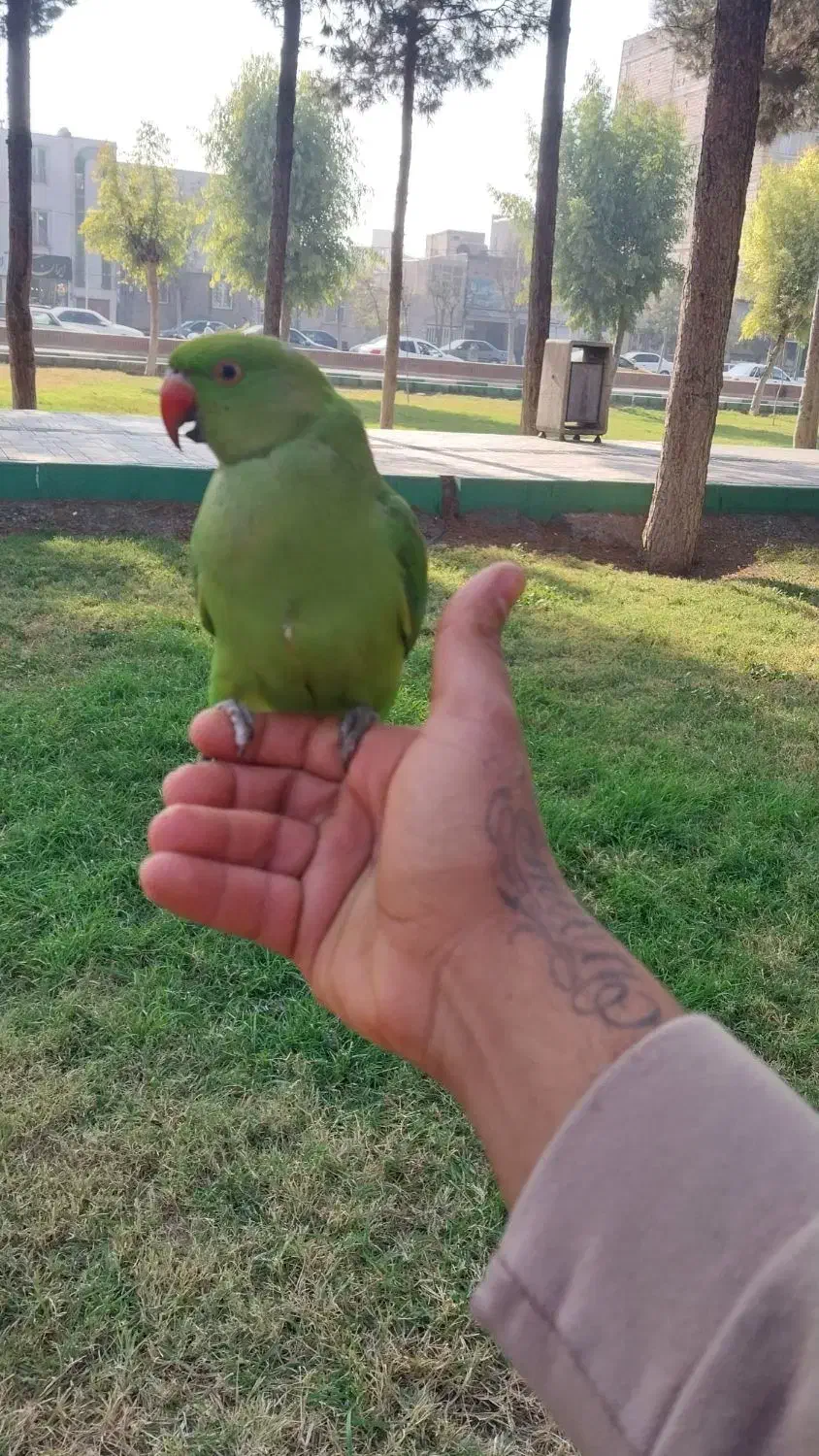 طوطی ملنگو|پرنده|قرچک, زیبا شهر|دیوار