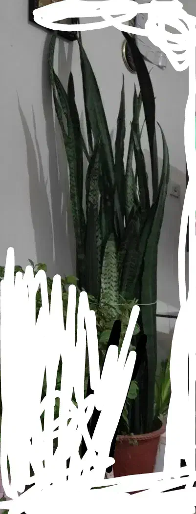 گل سانسوریا|گل و گیاه طبیعی|داران, |دیوار