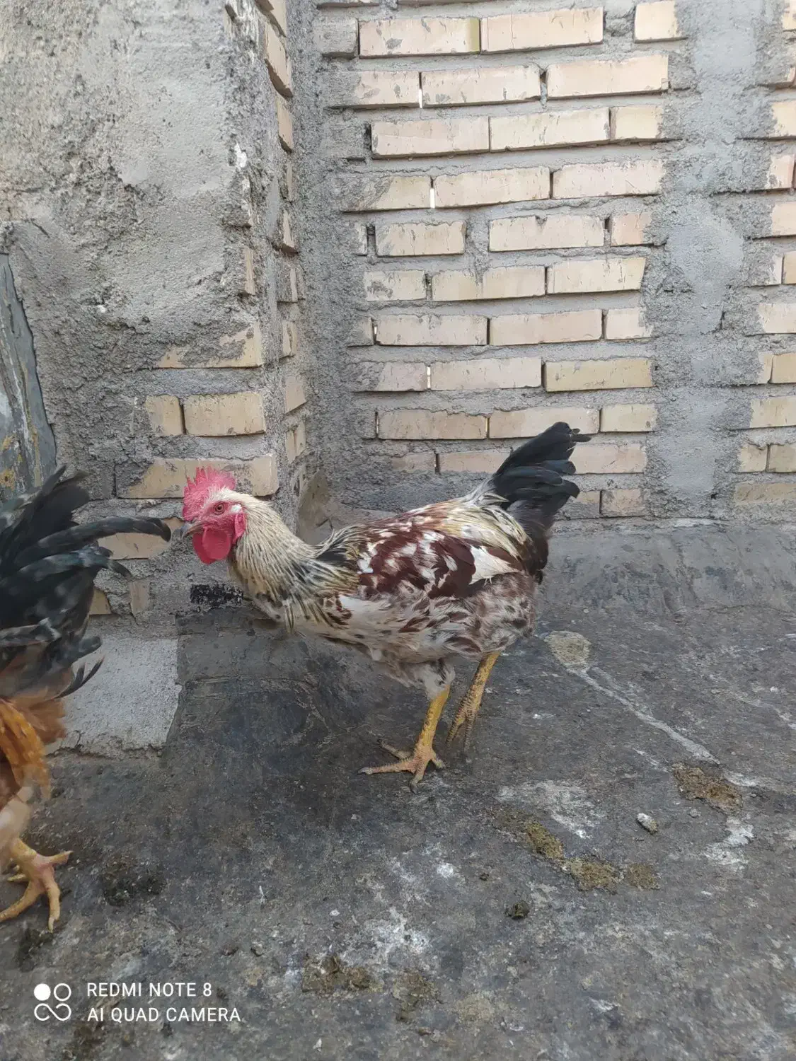 خروس جوان|حیوانات مزرعه|مشهد, بهارستان|دیوار