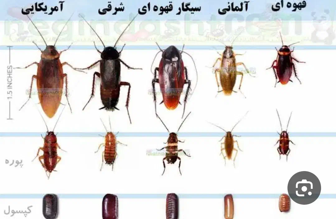 سم سوسک کش  اصل|خدمات نظافت|اردبیل, |دیوار