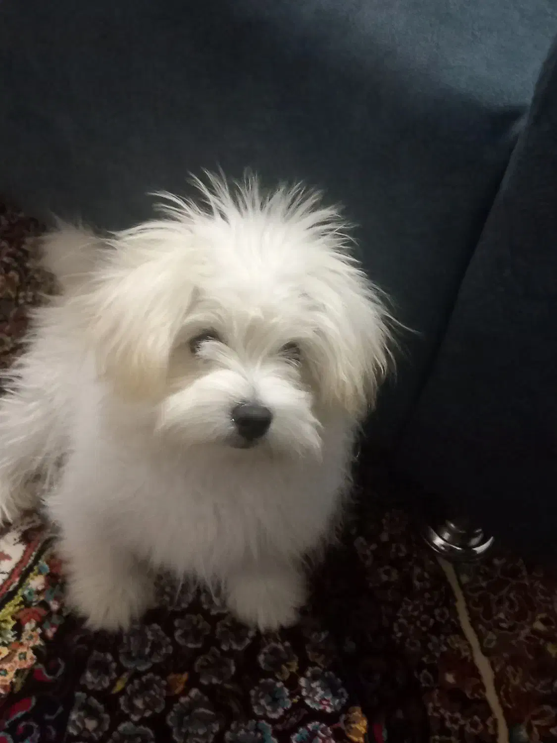 سگ واگذاری|سگ|فسا, |دیوار