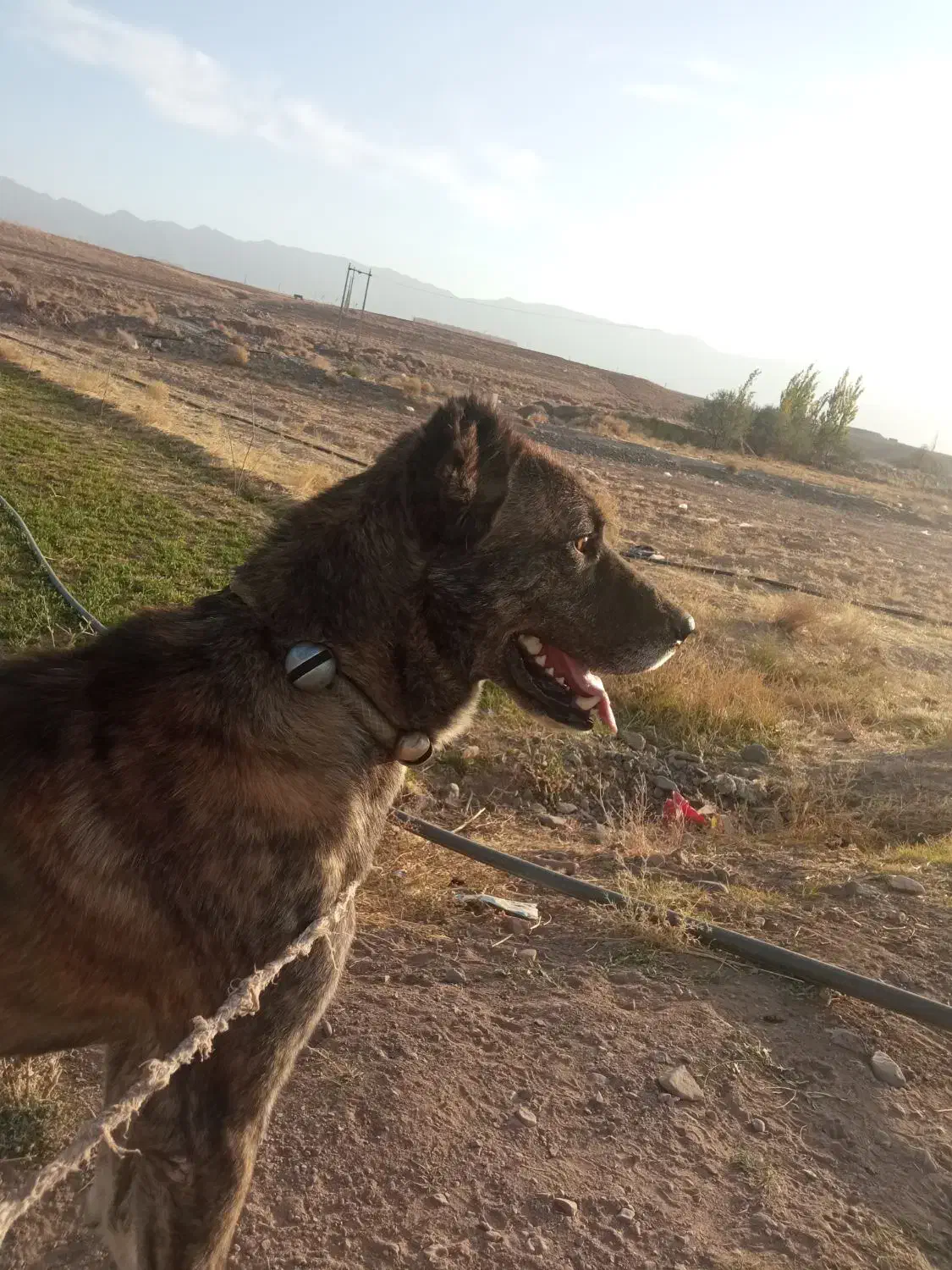 سگ نر دیونه|سگ|بالا ولایت, |دیوار