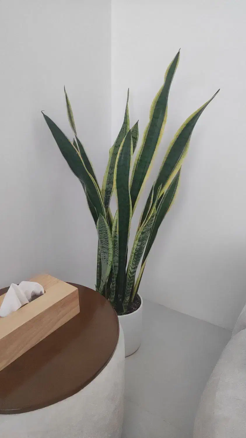 گل سانسوریا لب طلا بهمراه گلدون|گل و گیاه طبیعی|مشهد, امیریه|دیوار