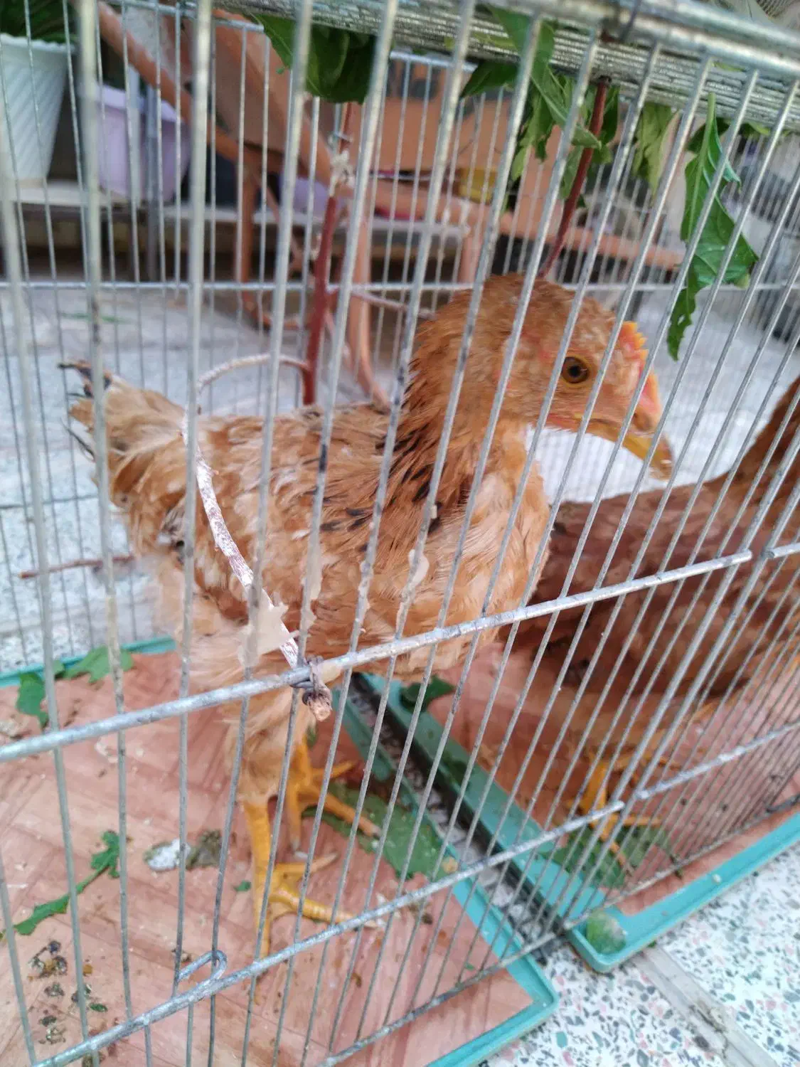 یک عدد مرغ و یک عدد خروس محلی|حیوانات مزرعه|محمدیه-قزوین, |دیوار