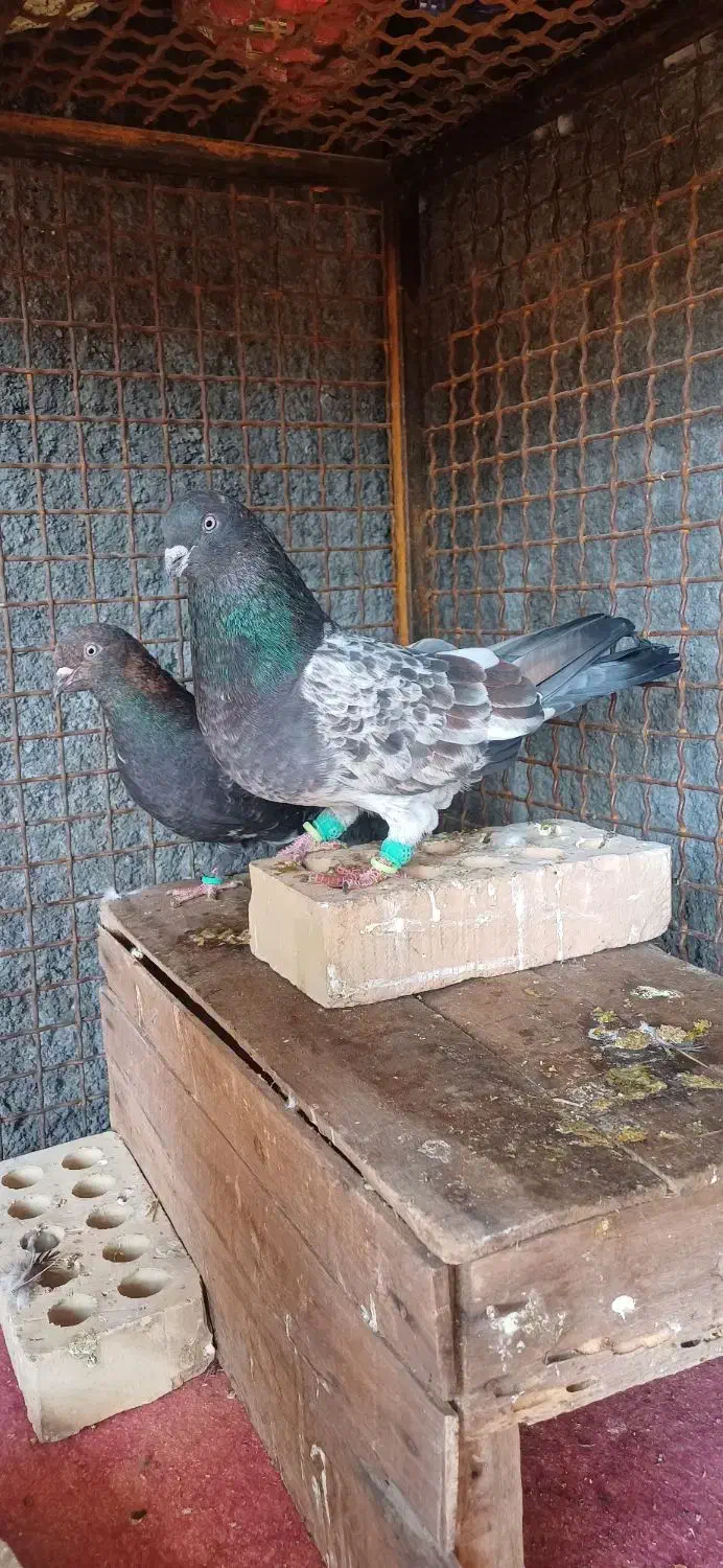 جفت تاپ درجه یک|پرنده|دزفول, |دیوار