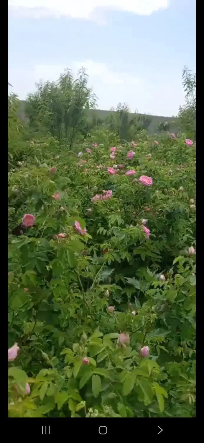 باغ ویلا ۵۰۰۰ متر نزدیک ویلاهای پزشکان در کلاکوب|فروش خانه و ویلا|مشهد, کلاکوب|دیوار