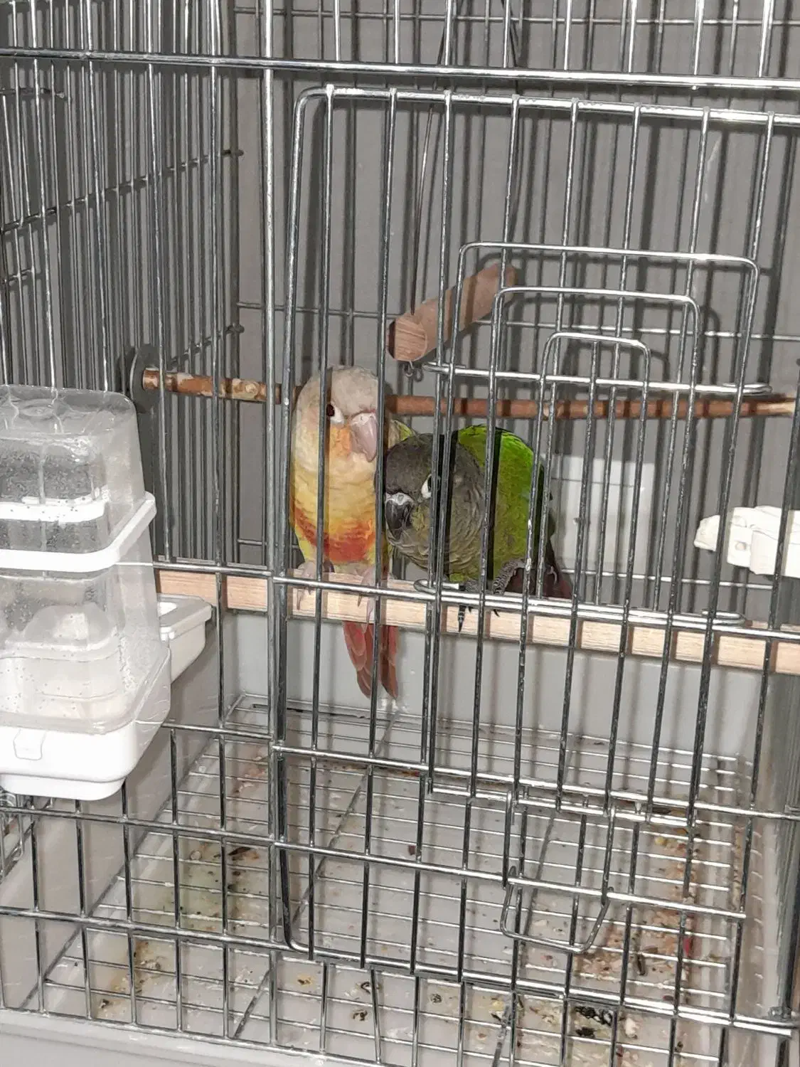 گرینچیک|پرنده|محمدشهر, شهرک پیام (مهرالبرز)|دیوار