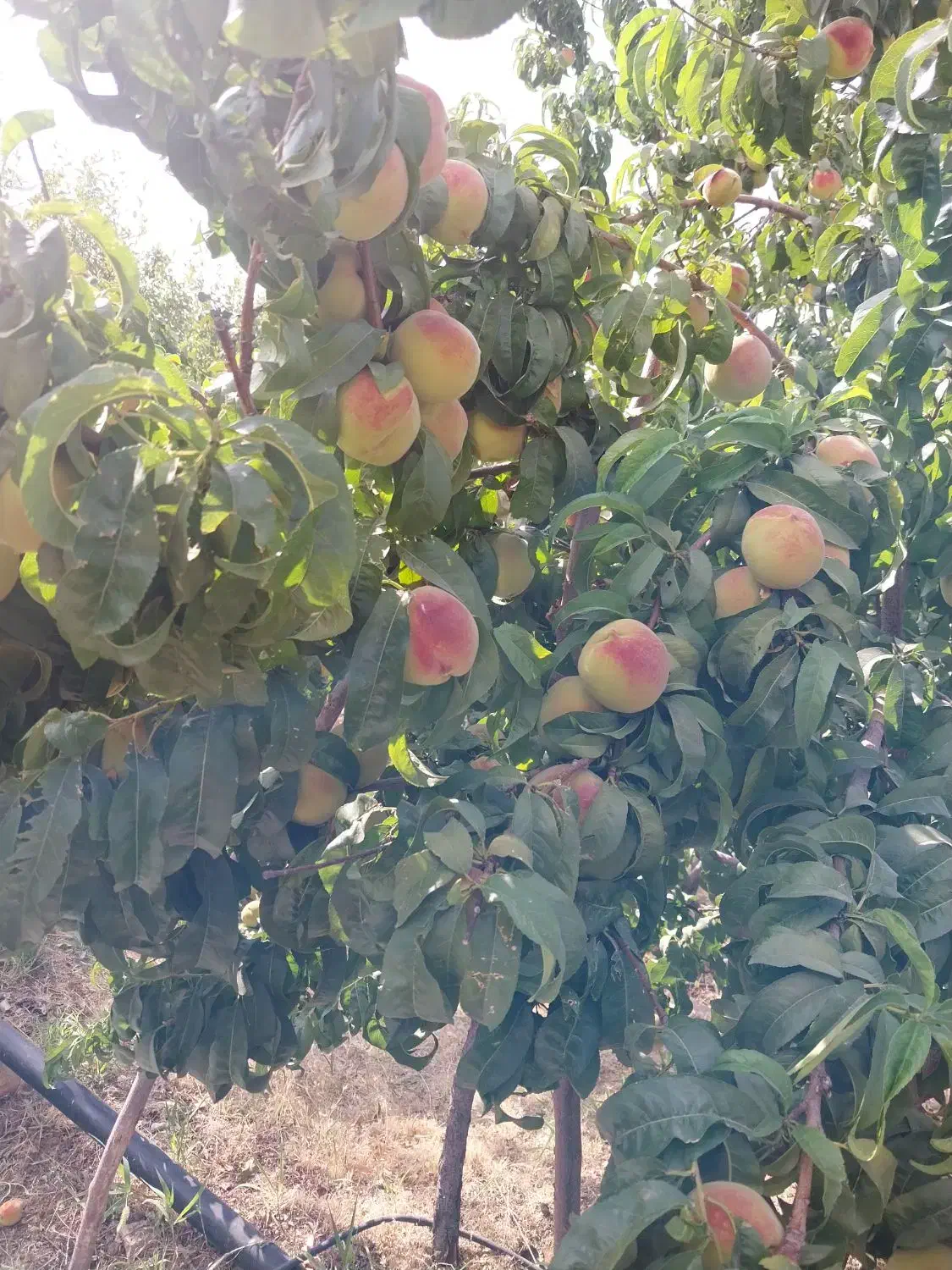 راهنمایی سفر به بندرعباس|فعالیت داوطلبانه|بندرعباس, |دیوار