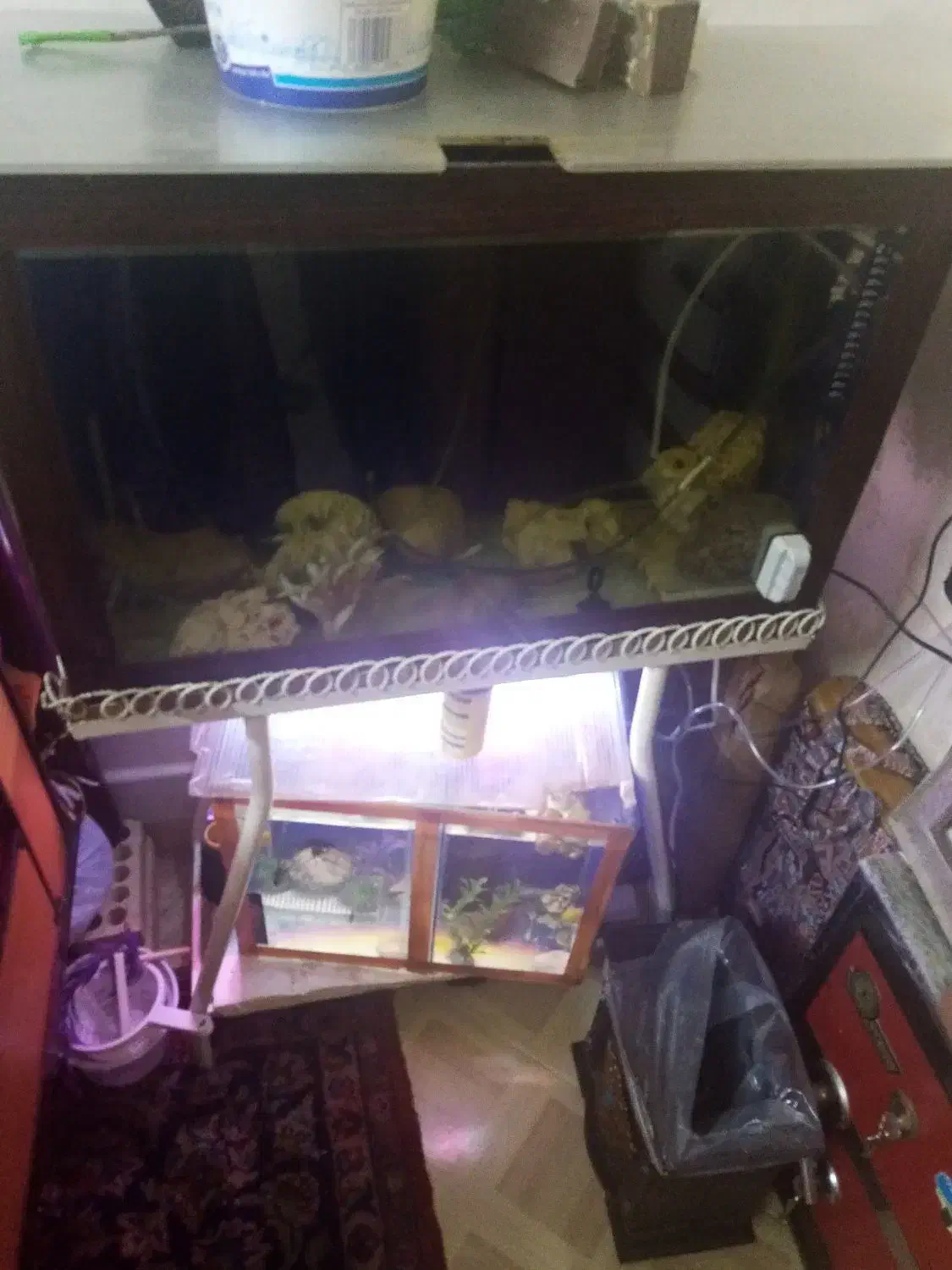 آکواریوم باکلبه وپایه اهنی|ماهی|اصفهان, مسجد مصلی|دیوار