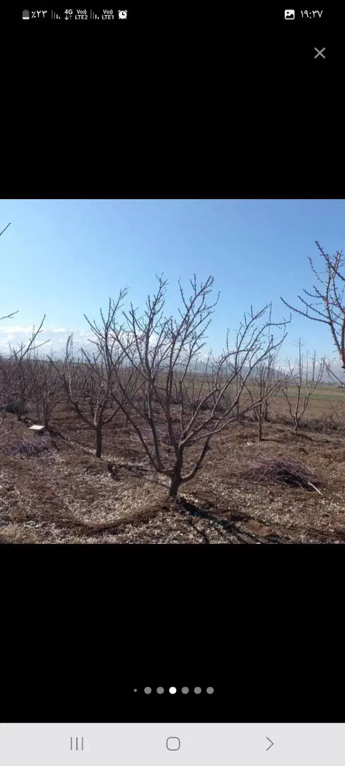 خرید و برش چوب تیلر زدن|خدمات باغبانی و درختکاری|دورود, |دیوار