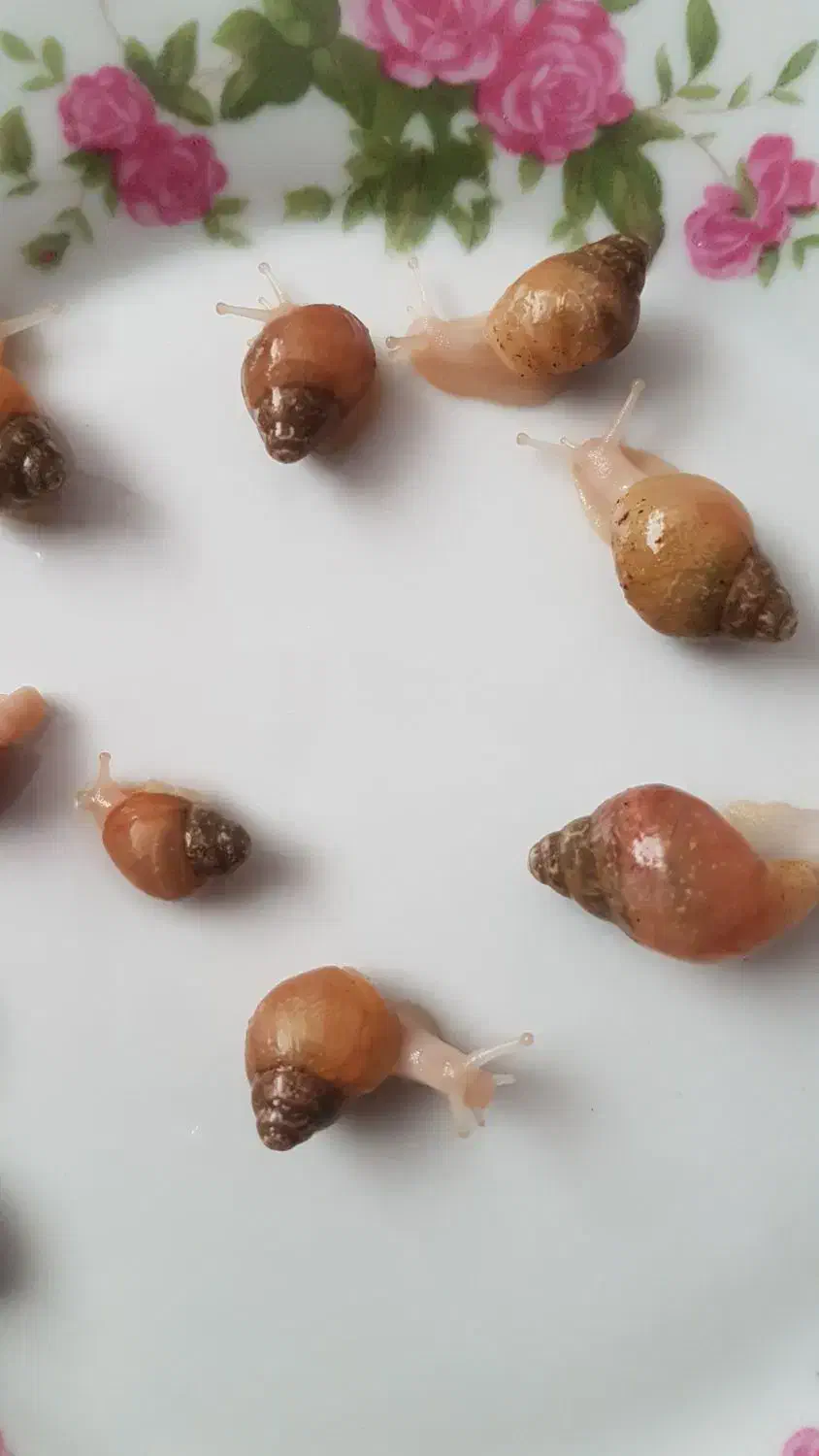 حلزون|خزنده|تهران, صاحب الزمان|دیوار