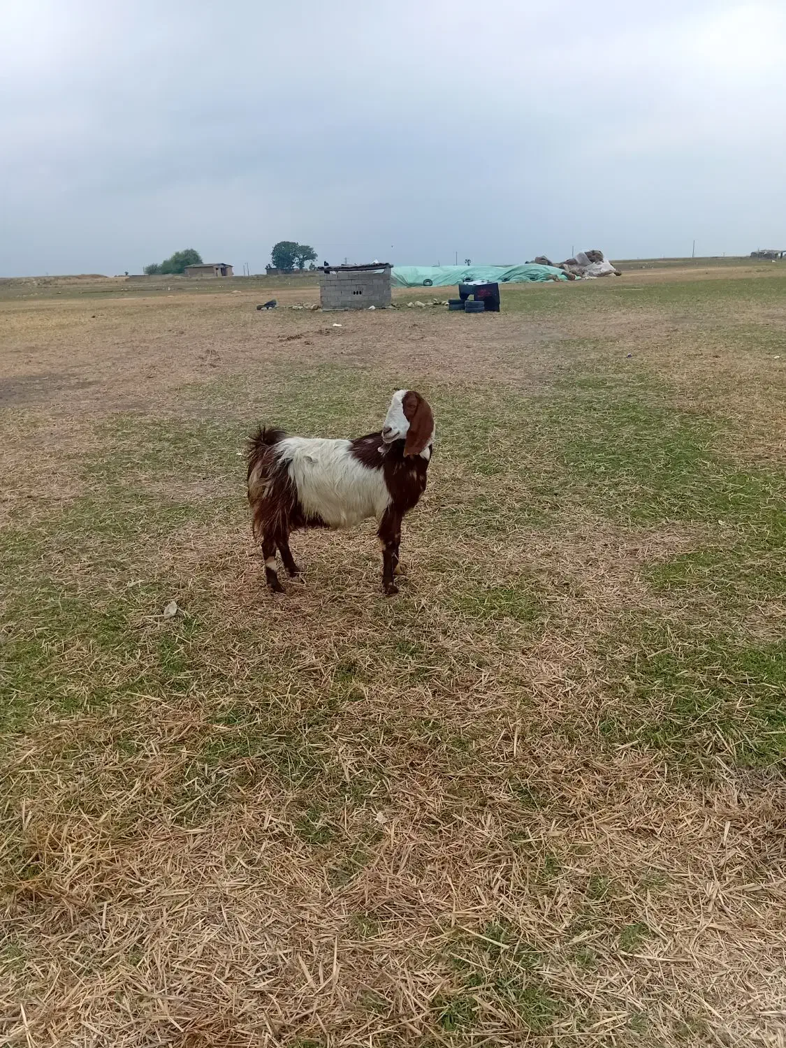 بز پاکستانی ۵ماه آبستن سه شکم قیمت ۱۳۰۰۰۰۰۰|حیوانات مزرعه|تاتار علیا, |دیوار