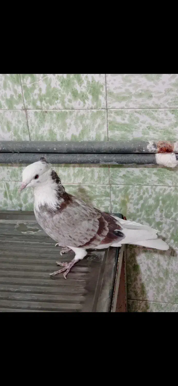 گرفتنی ساختمون بلند|پرنده|قم, حاج زینل|دیوار