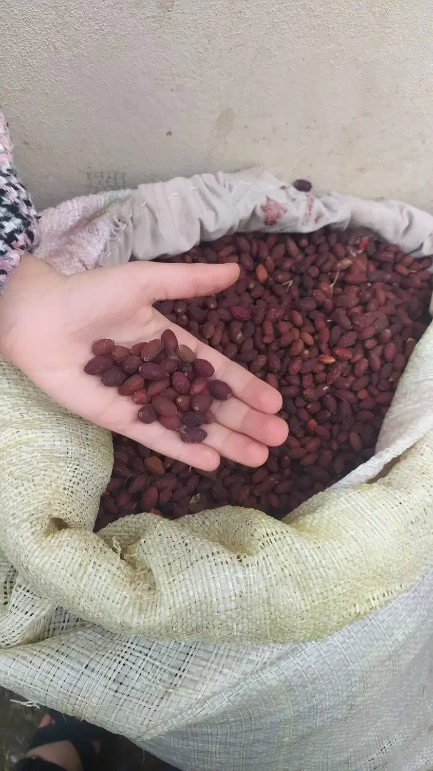 زغال اخته خشک|عمده‌فروشی|قزوین, |دیوار