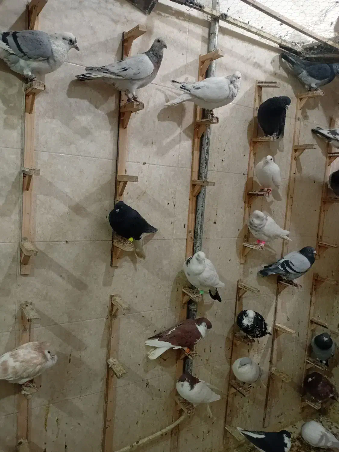 کبوتر پرشی.|پرنده|سبزوار, امیر کبیر|دیوار