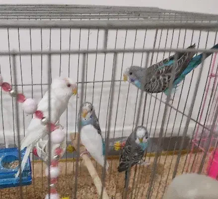 مرغ عشق|پرنده|کوهدشت, |دیوار