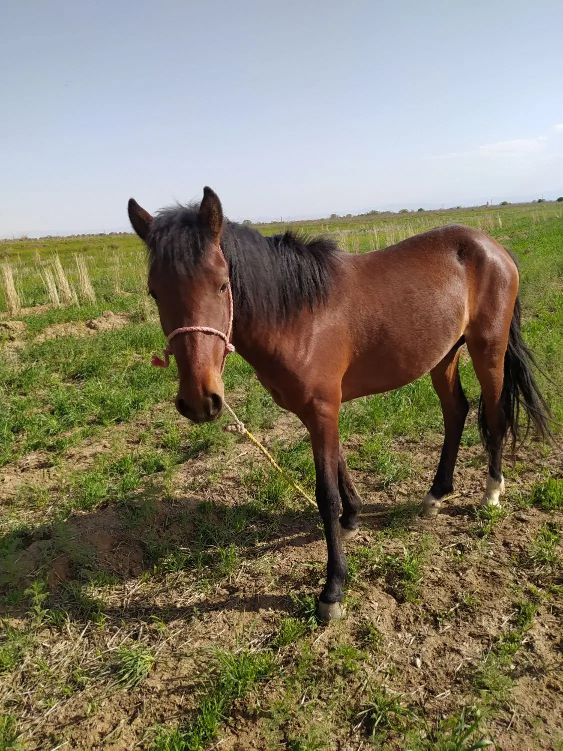 خرید و فروش اسب و مادیان|اسب و تجهیزات اسب‌سواری|قزوین, |دیوار