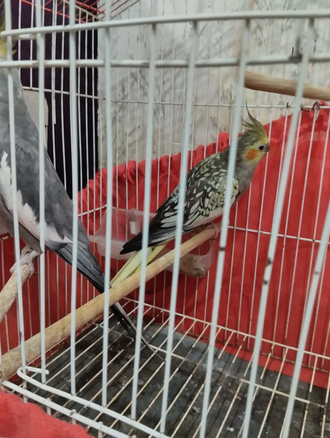 طوطی عروس نر و ماده|پرنده|رشت, آب آسیاب|دیوار