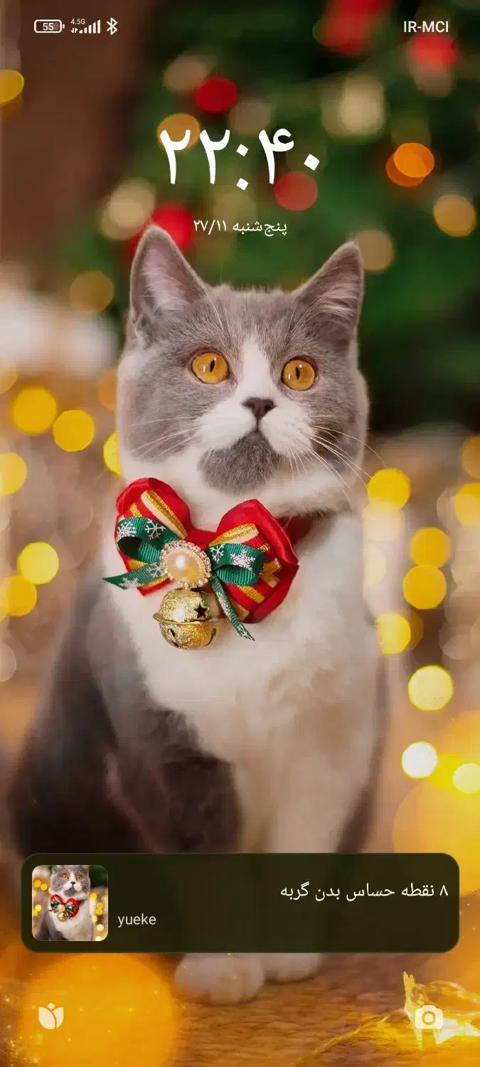 گربه اسکاتیش و بریتیش. کیتن و بالغ|گربه|اصفهان, خانه اصفهان|دیوار