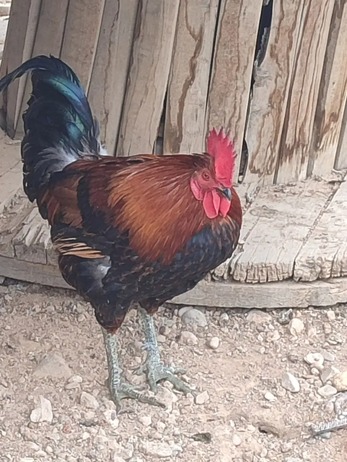 مرغ و خروس محلی|حیوانات مزرعه|شیراز, محمدیه|دیوار