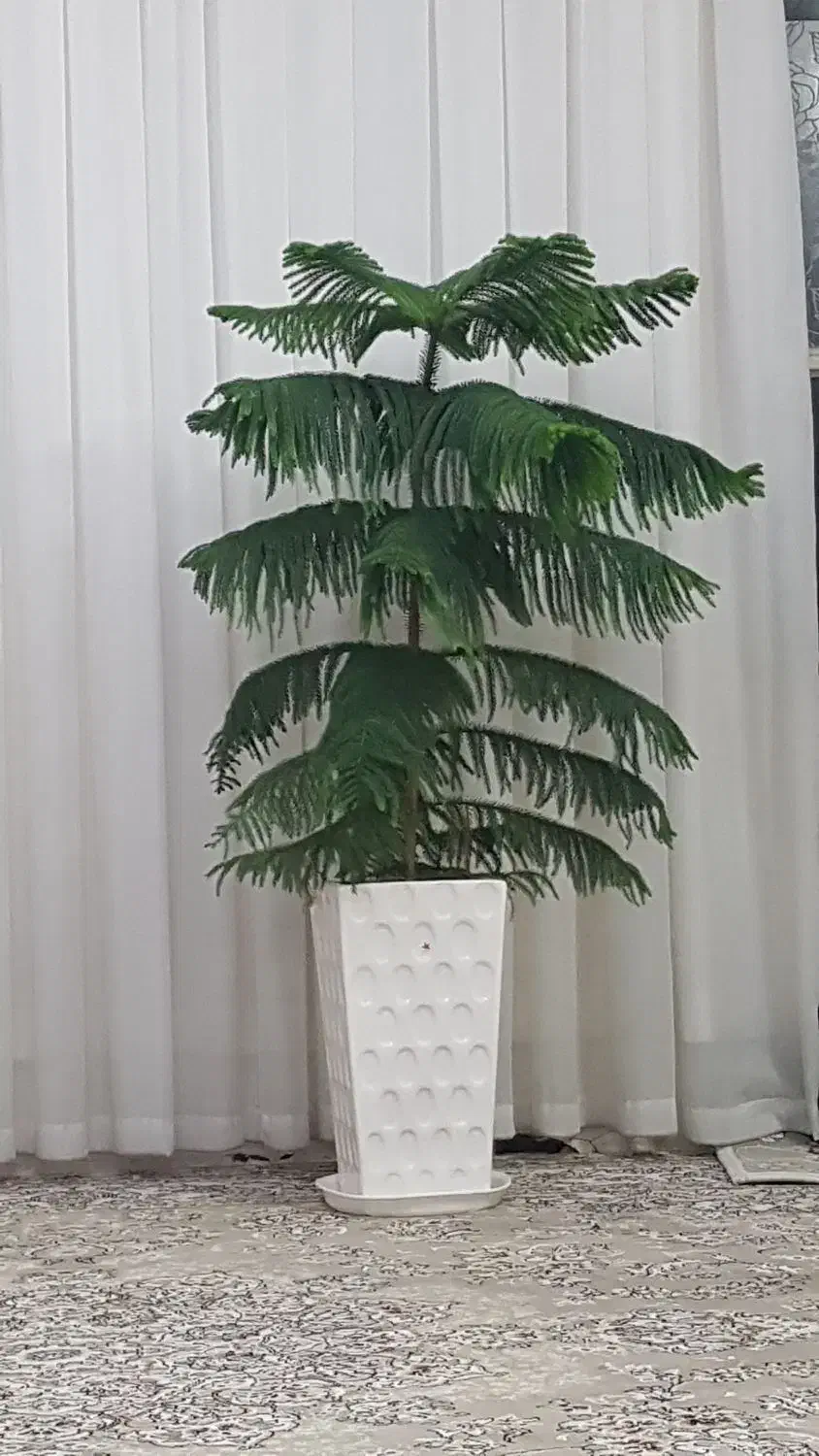 گل کاج|گل و گیاه طبیعی|مشهد, کوی دروی|دیوار