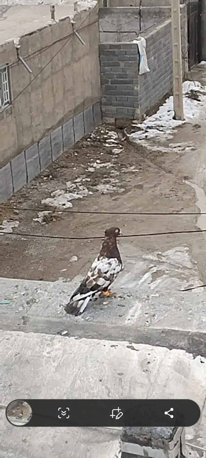 سینه نر|پرنده|شیروان (خراسان), |دیوار