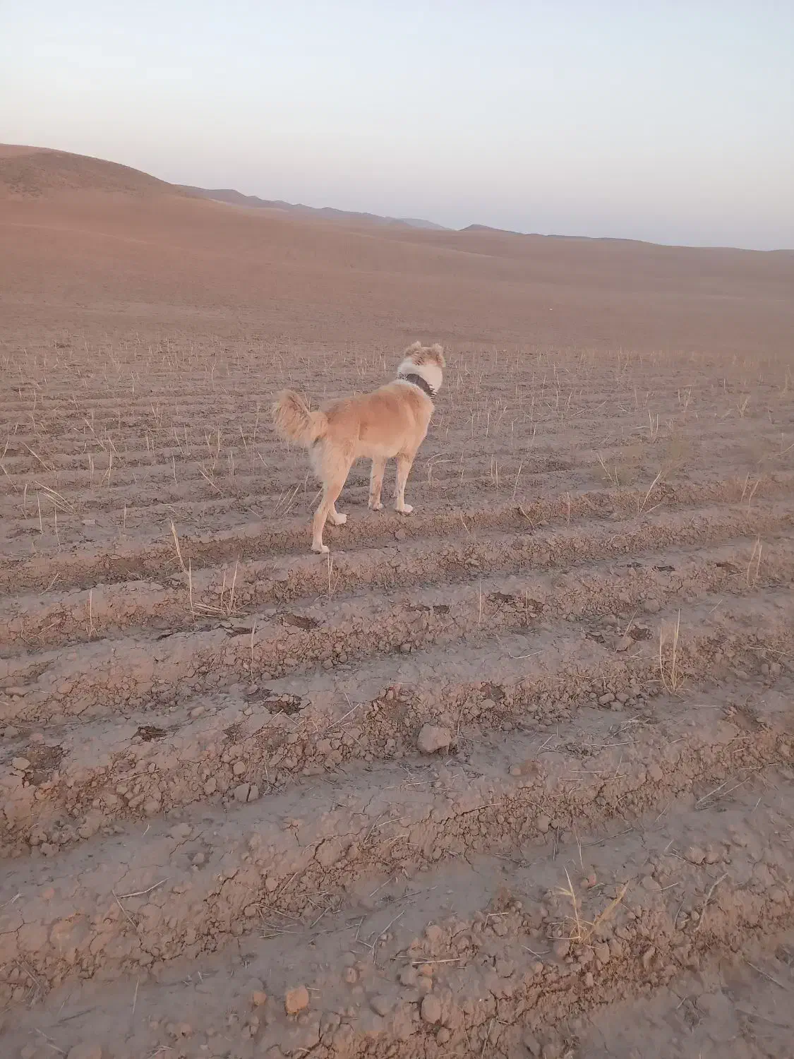 سگ نگهبان|سگ|مشهد, میان ولایت|دیوار