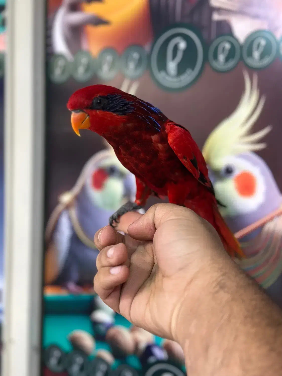 طوطی لوری لوریکیت بلو استریک|پرنده|تهران, تهرانپارس جنوبی|دیوار