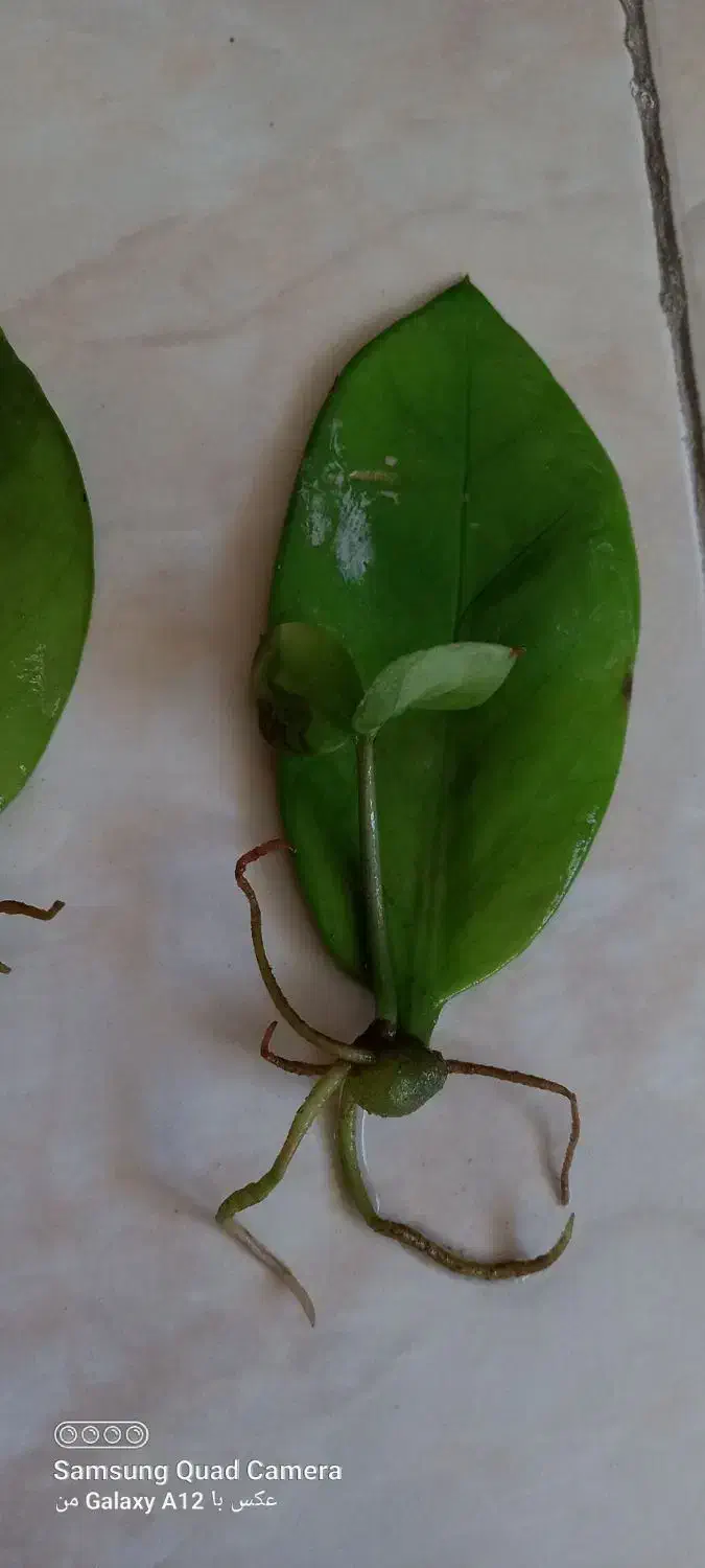 برگ های ریشه وغده دارزامیفیلیا|گل و گیاه طبیعی|اصفهان, لنبان|دیوار