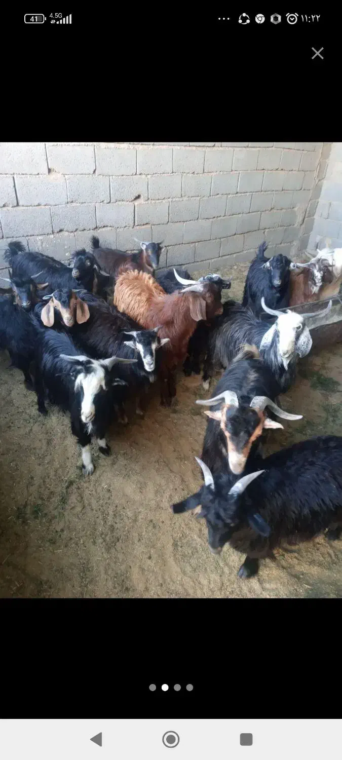 گم شده|حیوانات|بیرجند, |دیوار