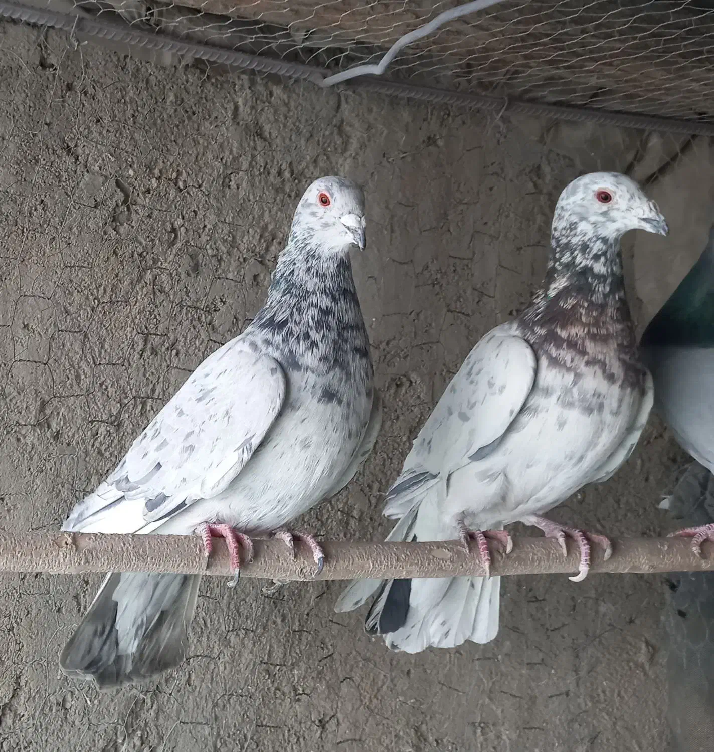 کبوتر کوهی سرور نامور|پرنده|همدان, |دیوار