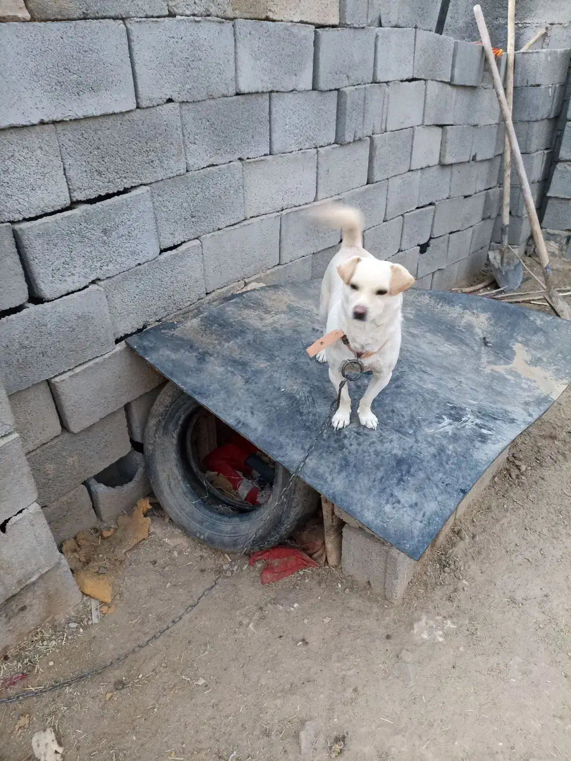 پاپی با مزه|سگ|خواف, |دیوار