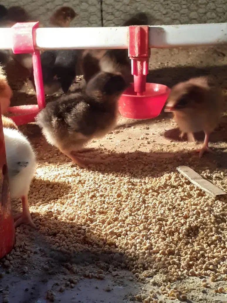 جوجه مرغ گلپایگان ۳ روز|حیوانات مزرعه|قائم‌شهر, |دیوار