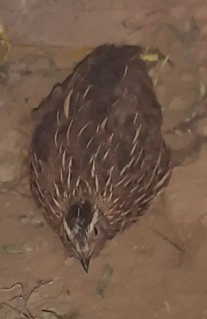 بلدرچین نر|حیوانات مزرعه|بندر امام خمینی, |دیوار