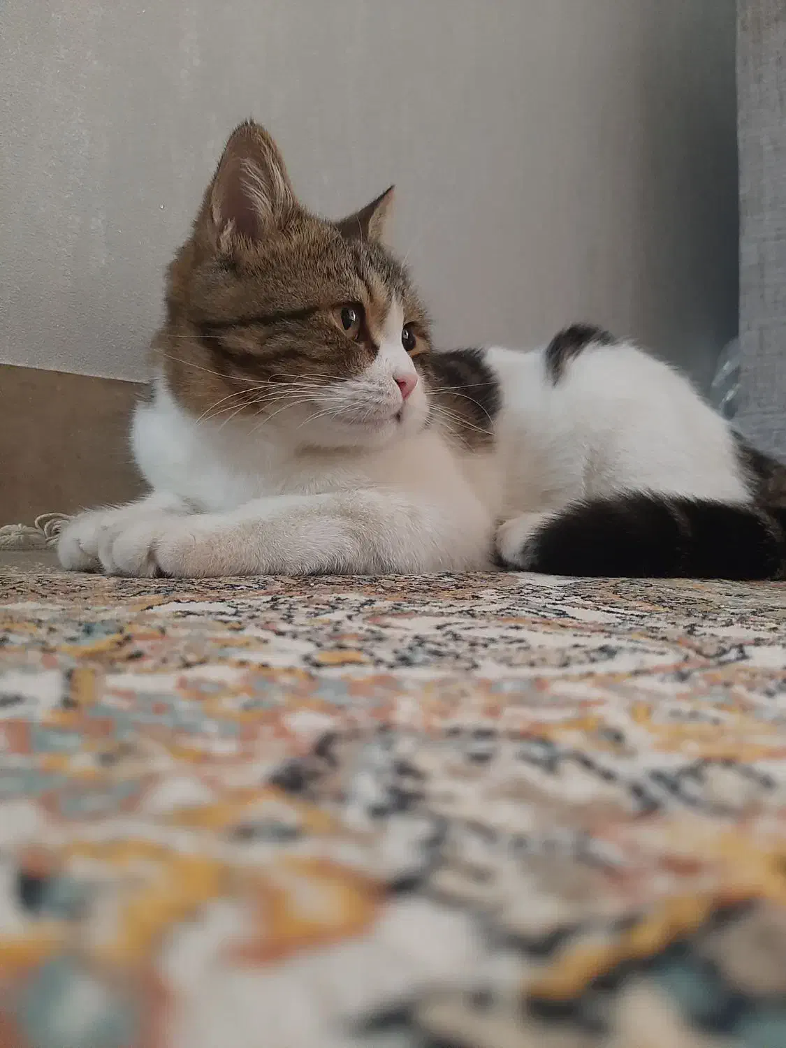 گربه خونگی|گربه|مشکین‌دشت, |دیوار