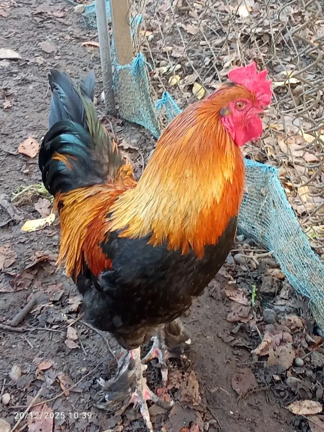 خروس سلطان|حیوانات مزرعه|رشت, نیروی دریایی|دیوار