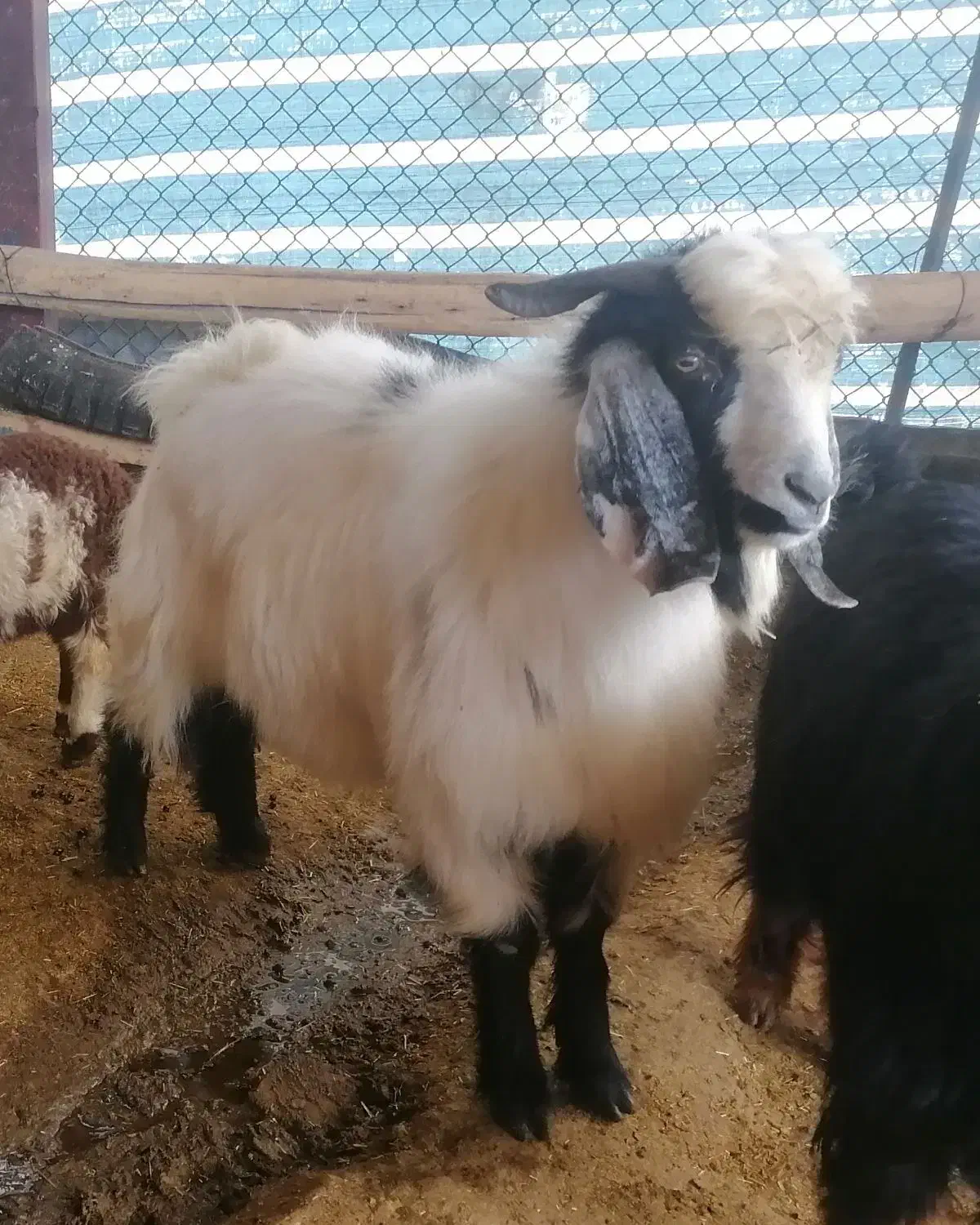 بز نر(ساورین)|حیوانات مزرعه|کرمانشاه, |دیوار