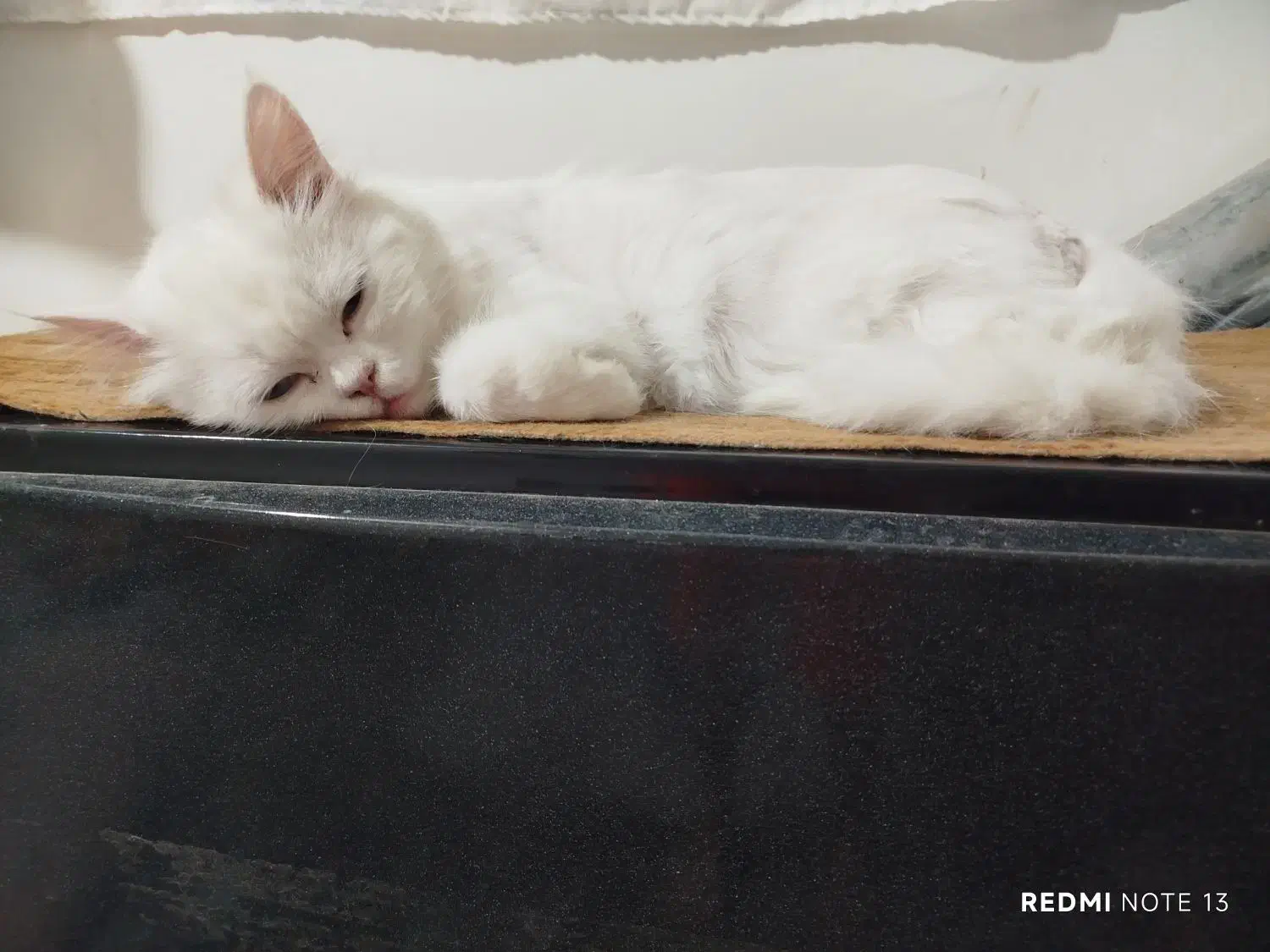 پرشین چشم آبی صورت عروسکی|گربه|سبزوار, جهاد کشاورزی|دیوار