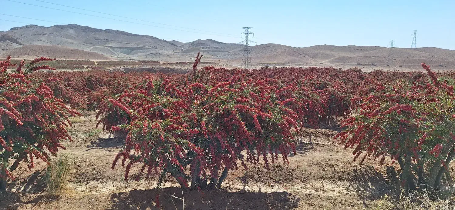 زرشک|خدمات باغبانی و درختکاری|مود, |دیوار