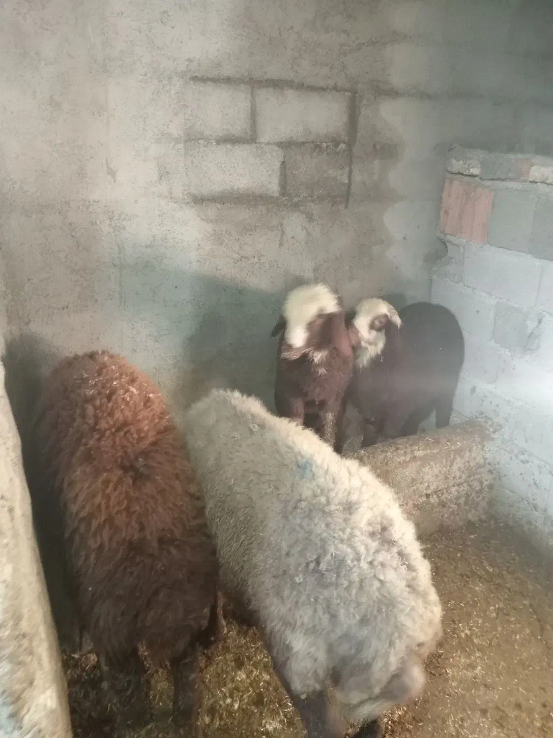 گوسفند|حیوانات مزرعه|کردکوی, |دیوار