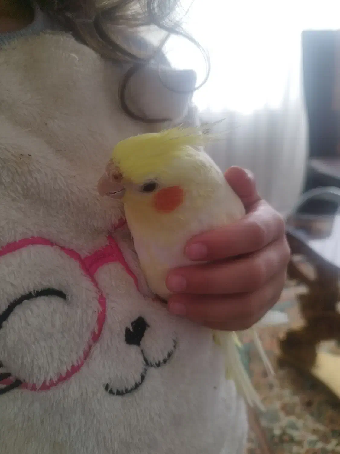 عروس هلندی سرحال|پرنده|تالش, هشتپر|دیوار