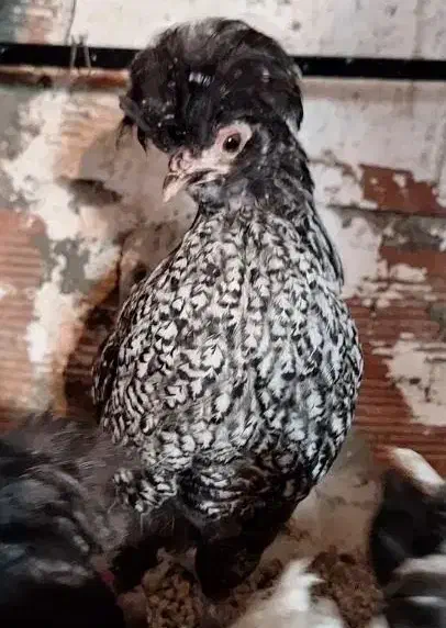 تخم مرغ نطفه دار|حیوانات مزرعه|اردبیل, |دیوار