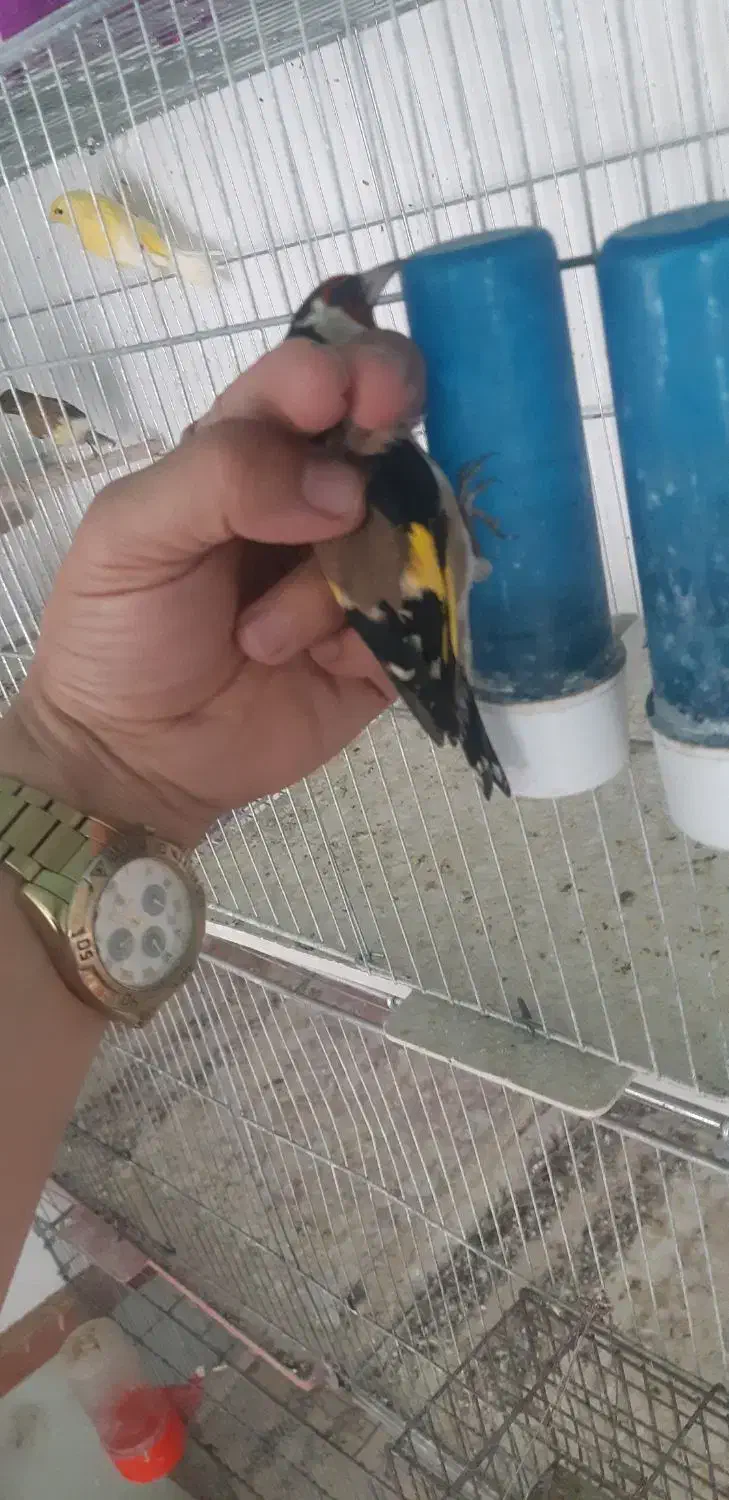 سهره و قناری خوشگل|پرنده|اردبیل, |دیوار