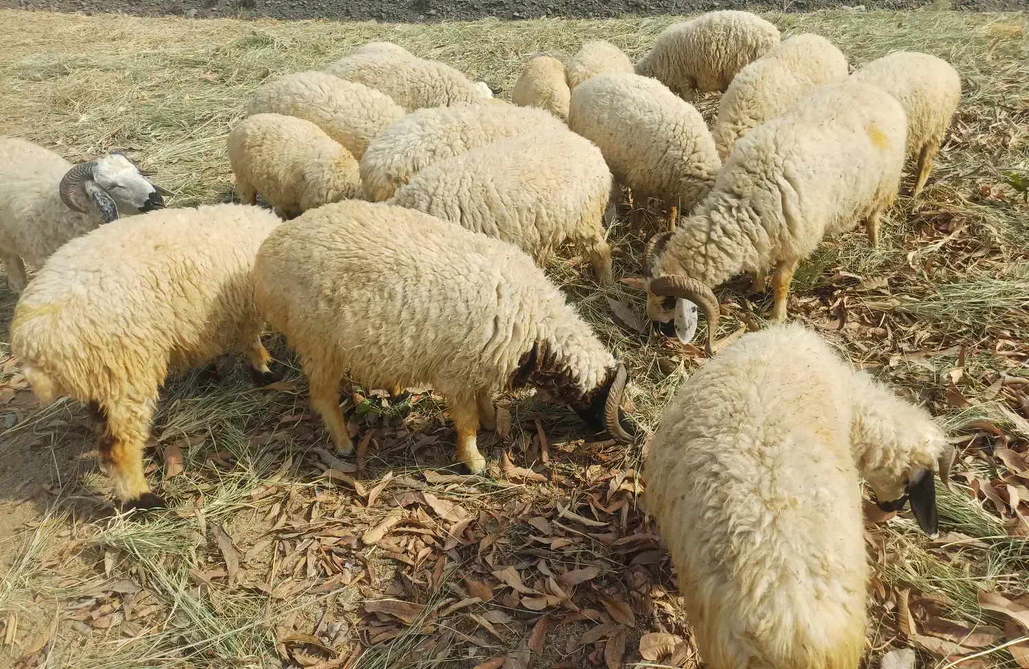 فروش بز،غوچ،نرگاو|حیوانات مزرعه|توکهور, |دیوار