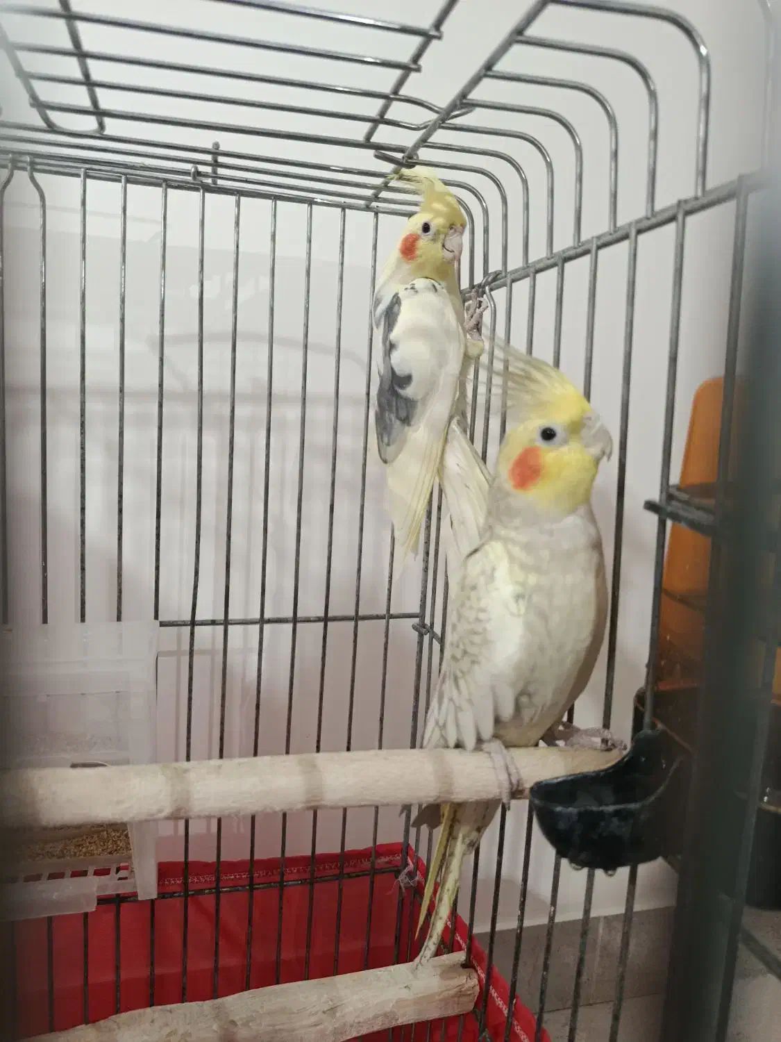 عروس هلندی|پرنده|شبستر, |دیوار