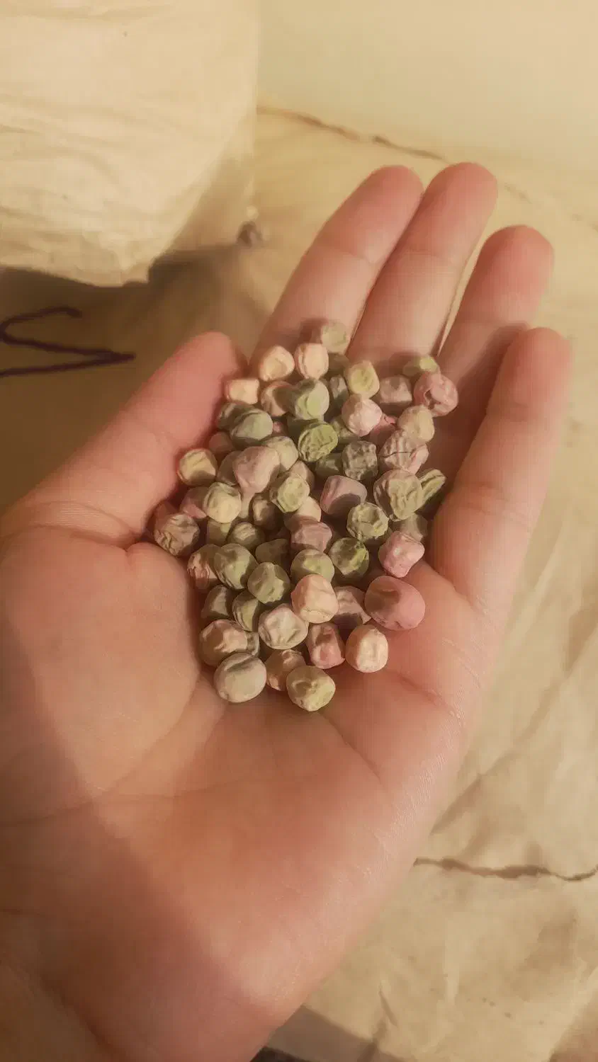 بذرنخودفرنگی ولفو هلند ۴۰کیلو|گل و گیاه طبیعی|فاضل آباد, |دیوار