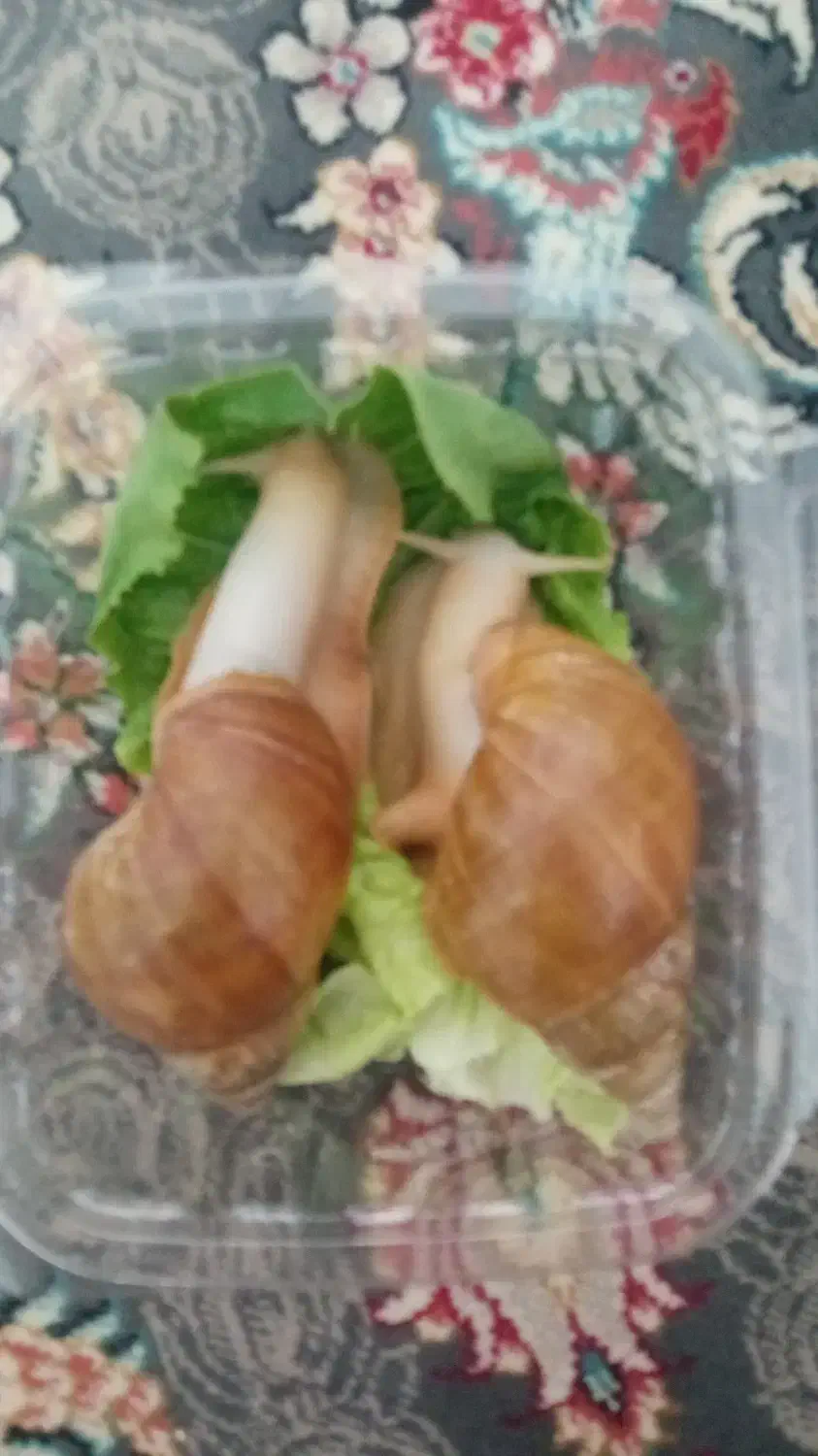 حلزون آچاتینا البینو|خزنده|همدان, |دیوار