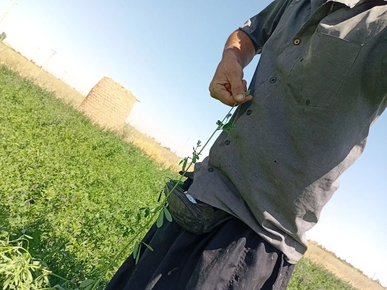 یونجه|لوازم جانبی حیوانات|اسفرورین, |دیوار