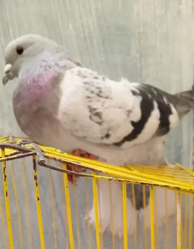 دم سفید سبزکلاغ دمسفید|پرنده|کرمان, |دیوار