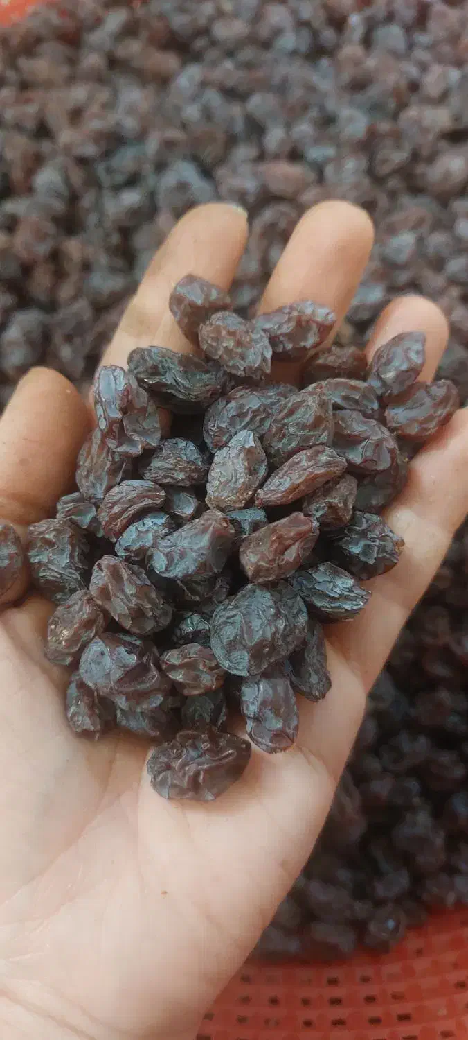 مویز بش دشمن زیاری|خوردنی و آشامیدنی|شیراز, میانرود|دیوار